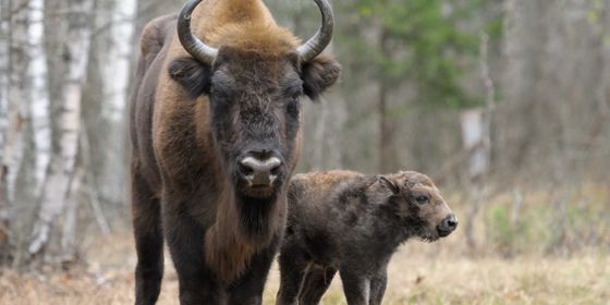 ����� ���������� ���� - ������ - Yansk.ru