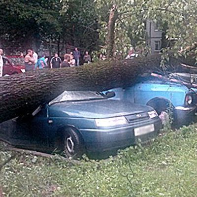 Упавшее дерево раздавило шесть машин в Брянске - Брянск - Yansk.ru