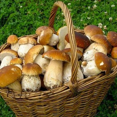 Суражский фермер создал необычный грибной огород - Брянск - Yansk.ru