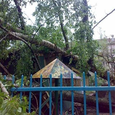 В Бежице деревья упали на детскую веранду - Брянск - Yansk.ru
