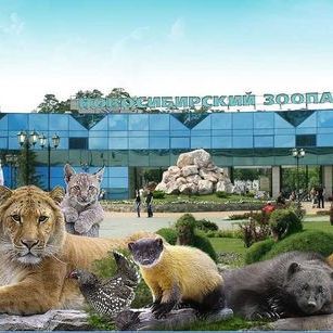 Новосибирский зоопарк стал лучшим в России - Брянск - Yansk.ru