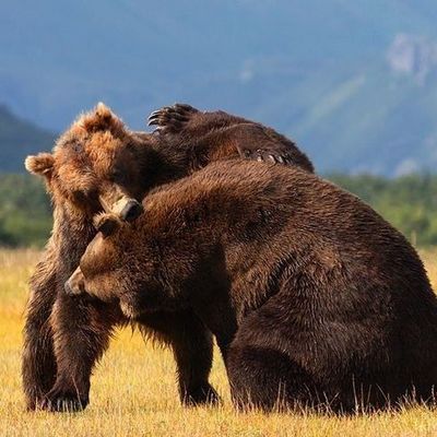 Медвежья хватка - Брянск - Yansk.ru