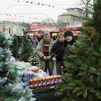 В Брянске определены места продажи живых ёлок - Брянск - Yansk.ru