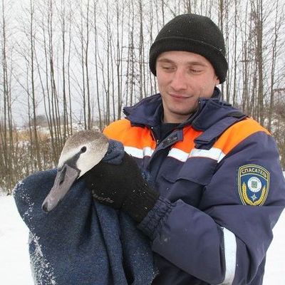 Сотрудники МЧС в Дятьковском районе спасли лебедя от гибели - Брянск - Yansk.ru
