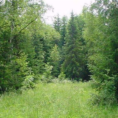 В области введен запрет на посещение лесов - Брянск - Yansk.ru