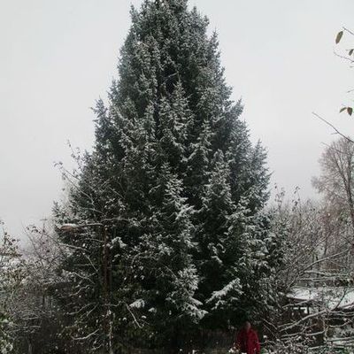 Главная новогодняя елка Брянска приедет из поселка Свень - Брянск - Yansk.ru