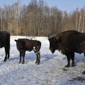 Губернатор выпустил зубров «Брянского леса» на волю - Брянск - Yansk.ru
