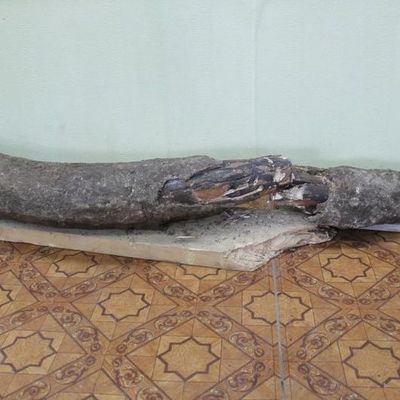 В Челябинской области нашли бивень мамонта - Брянск - Yansk.ru