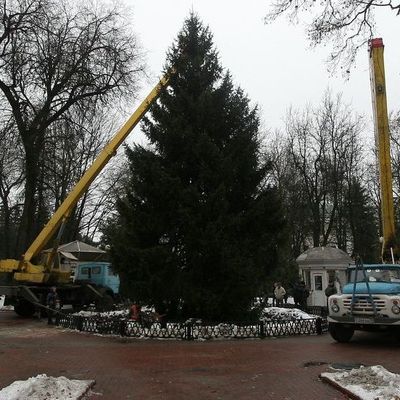В Брянске установили главную новогоднюю ёлку города - Брянск - Yansk.ru