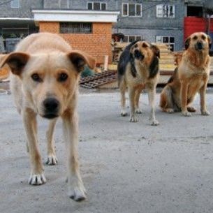 В Брянске отловили около 850 собак - Брянск - Yansk.ru