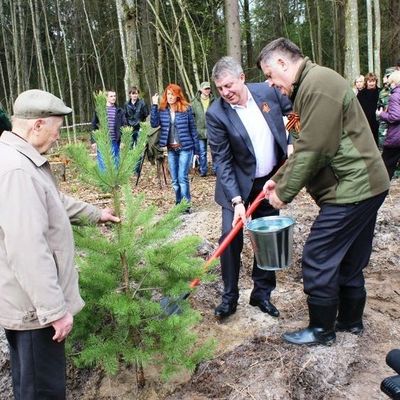 В Брянской области работы по лесовосстановлению опережают план - Брянск - Yansk.ru