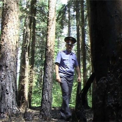 Запрет посещения лесов – мера вынужденная, но временная - Брянск - Yansk.ru