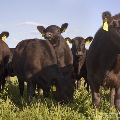 Брянская область стала лидером ЦФО по количеству крупного рогатого скота - Брянск - Yansk.ru
