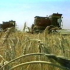 Из-за гибели урожая в Брянской области ввели режим ЧС - Брянск - Yansk.ru