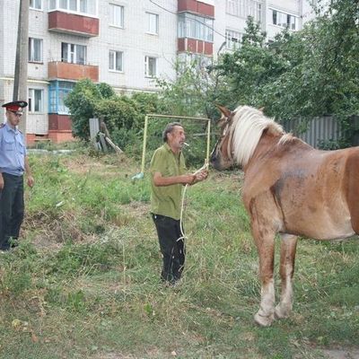 Милиция вернула сбежавшего коня - Брянск - Yansk.ru