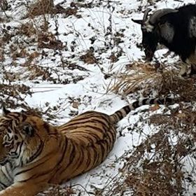 В Приморском сафари-парке козел выжил амурского тигра из спальни - Брянск - Yansk.ru