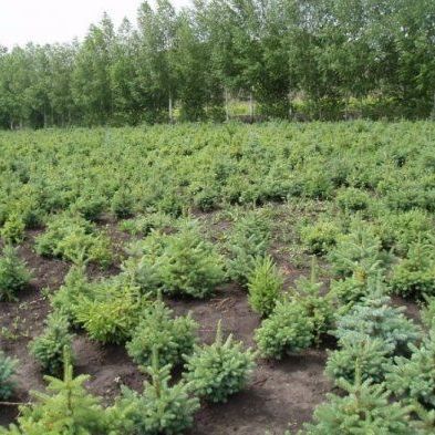 В Брянской области посадили 114 тысяч деревьев - Брянск - Yansk.ru