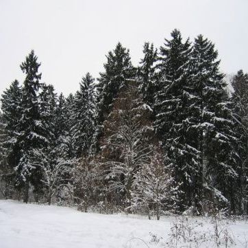 В Брянске будут охранять леса от незаконной заготовки елок - Брянск - Yansk.ru