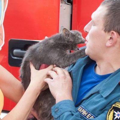 В Брянске в течение пяти дней спасали забравшуюся на дерево кошку - Брянск - Yansk.ru