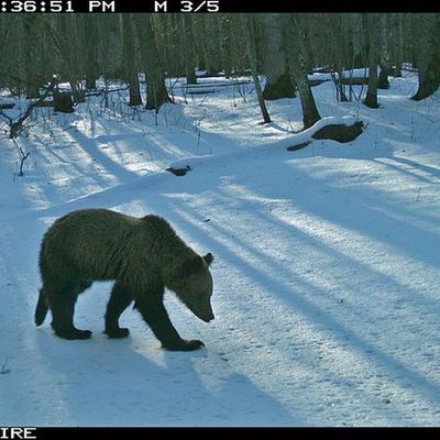 В брянских лесах проснулись медведи - Брянск - Yansk.ru