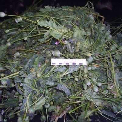 Наркоконтроль изъял из незаконного оборота 1 килограмм маковой соломы - Брянск - Yansk.ru