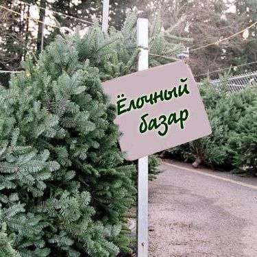 В Брянске 17 декабря начнут работу елочные базары - Брянск - Yansk.ru