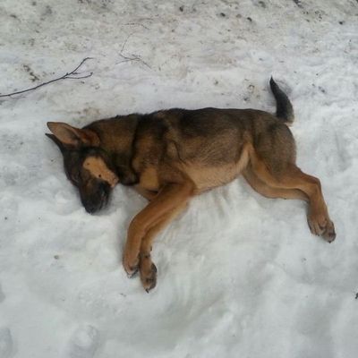 В Брянске возобновились жестокие убийства собак - Брянск - Yansk.ru