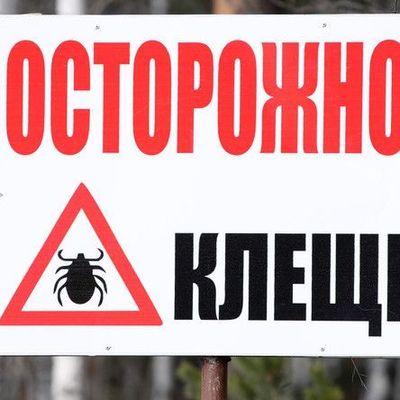 Около 200 жителей Брянской области пострадали от укусов клещей - Брянск - Yansk.ru