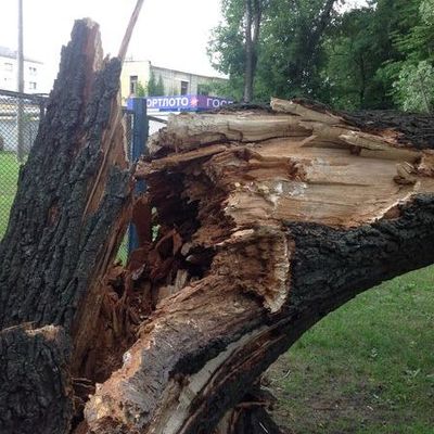 В Брянске в Майском парке рухнул огромный дуб - Брянск - Yansk.ru