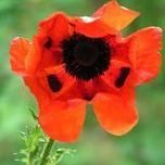       -  - Yansk.ru