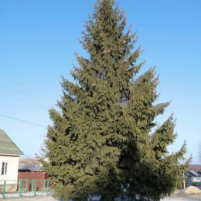 Жители Брянска выбирают главную новогоднюю елку - Брянск - Yansk.ru
