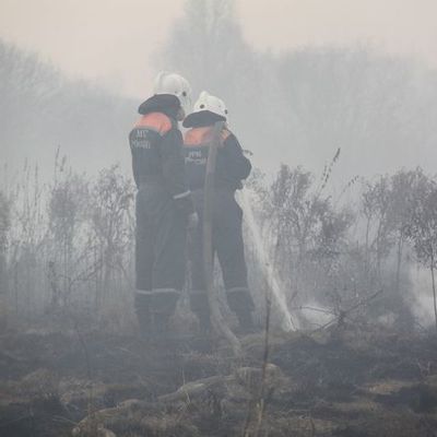 В Брянской области пожарным удалось сократить площадь природных возгораний - Брянск - Yansk.ru
