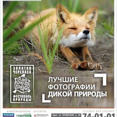 4 июня состоится торжественное открытие Фестиваля дикой природы «Золотая черепаха» - Брянск - Yansk.ru