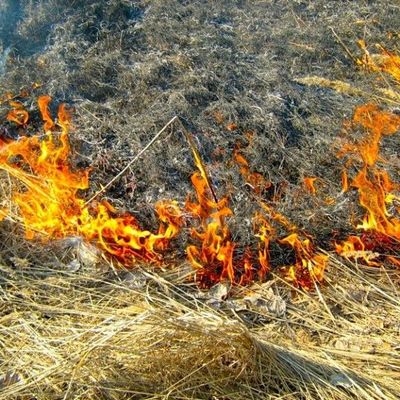 МЧС напоминает жителям Брянской области об опасности сжигания сухой травы - Брянск - Yansk.ru