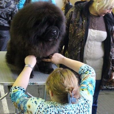 В Брянске состоялась Всероссийская выставка собак - Брянск - Yansk.ru