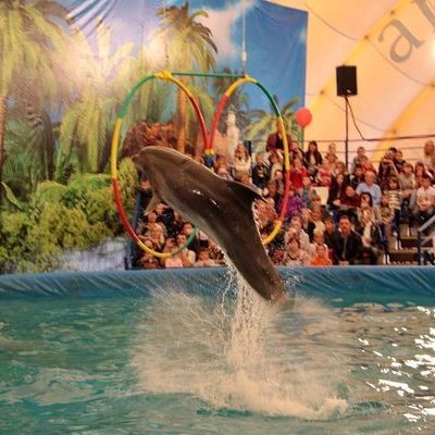 В Брянске начались гастроли Московского дельфинария - Брянск - Yansk.ru