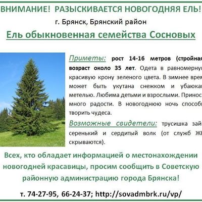 Советская администрация объявила в розыск новогоднюю елку - Брянск - Yansk.ru