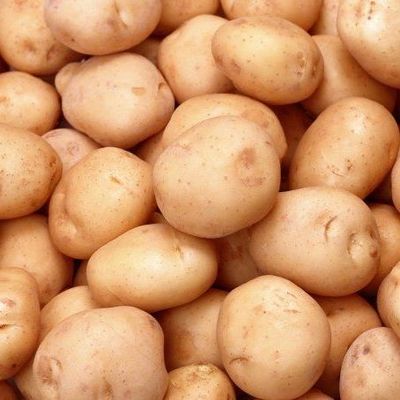 Брянщина — первая в ЦФО по урожайности картофеля - Брянск - Yansk.ru