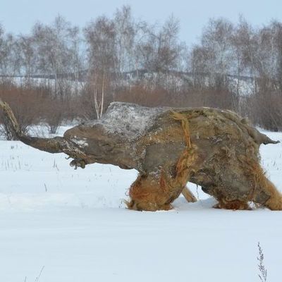 В Якутии исследовании место захоронения мамонтенка Юка - Брянск - Yansk.ru